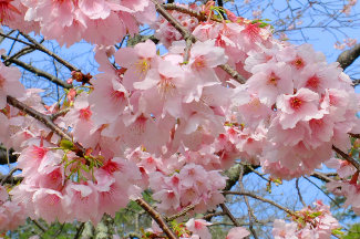 Kirschblüte Nahaufnahme