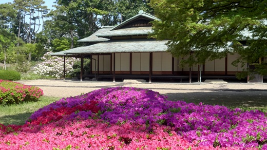 Azaleenblüte am Kaiserpalast in Tokio – Japan Gartenreise