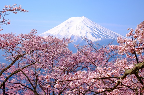 Kirschblüte in Japan mit Blick auf den Fuji