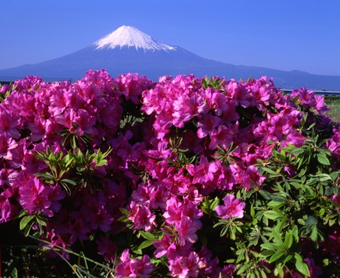 Azaleenblüte vor dem Fuji – Japan Gartenreise